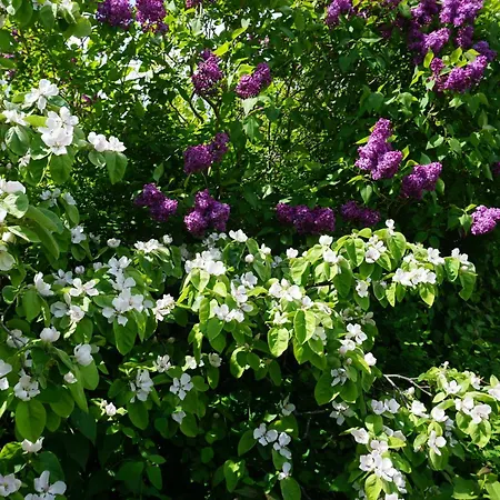 Old Roses Διαμέρισμα Broager